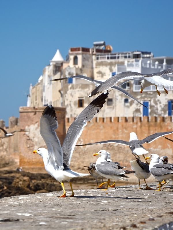 Essaouira day trip from Marrakech
